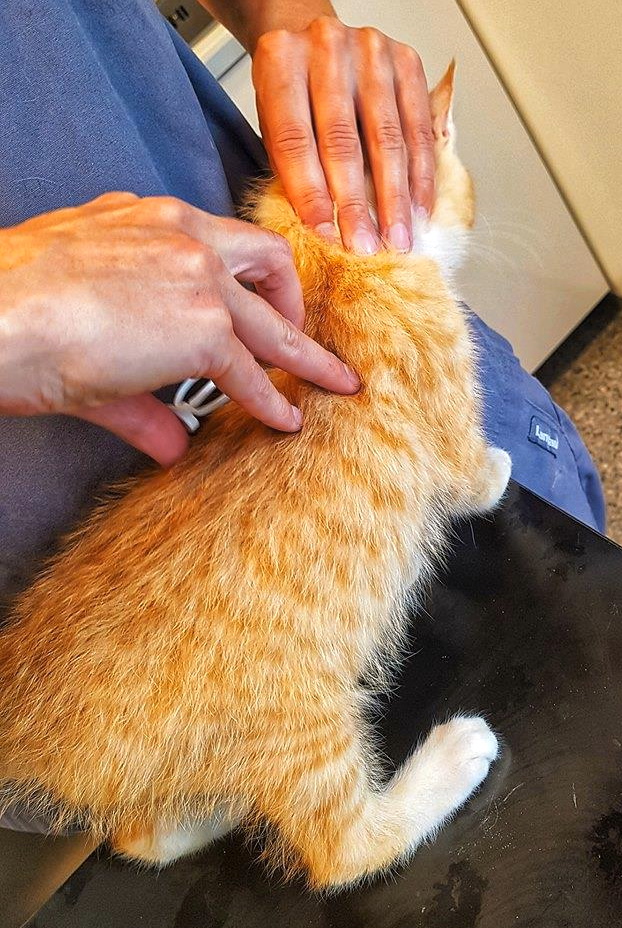 En rødstripet ung katt med hvite poter er hos veterinæren. Veterinæren holder kattens hode med venstre hånd og microchipper katten med en spesialkanyle hun har i høyre hånd.