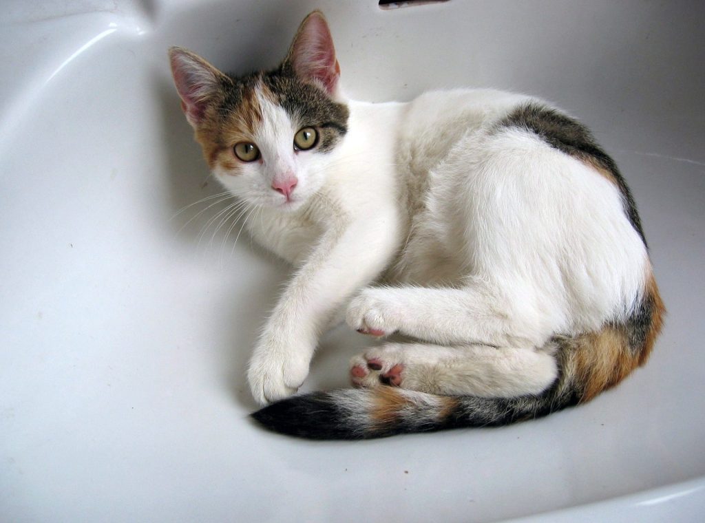 Bilde av en kattunge som ligger i en porselensvask