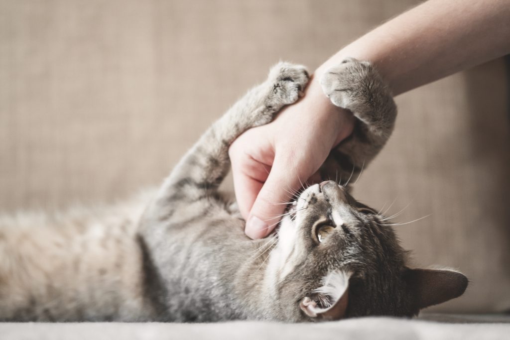 En katt biter en hånd.