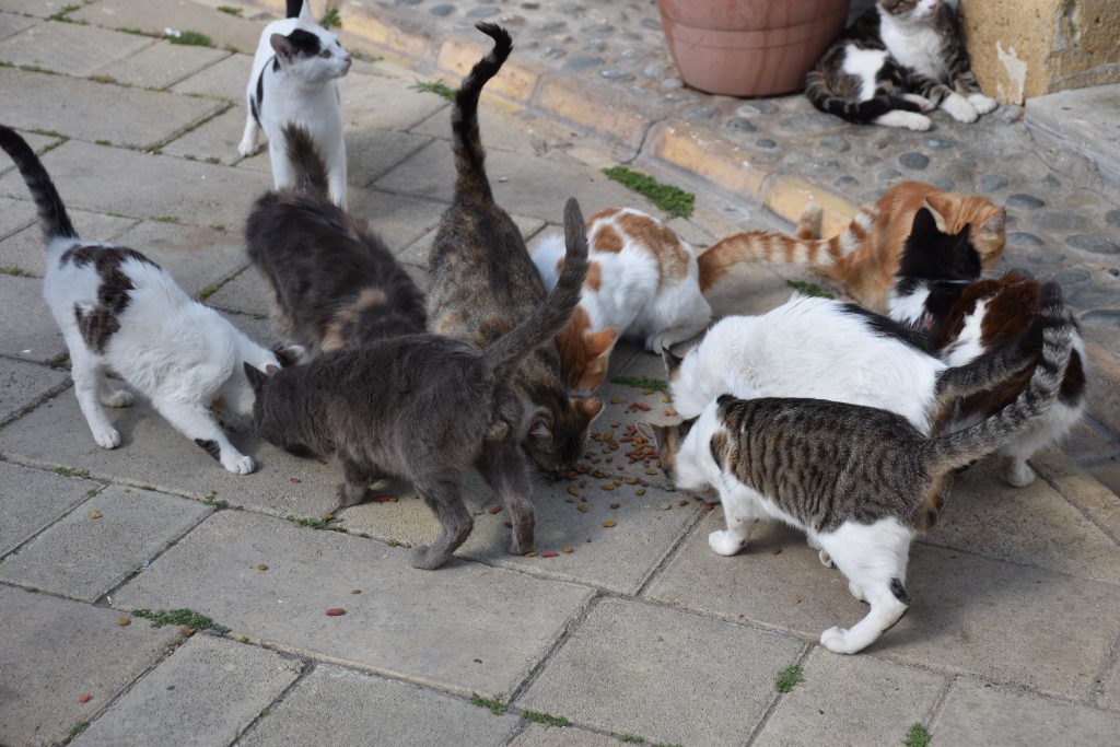 Mange katter spiser sammen på bakken.