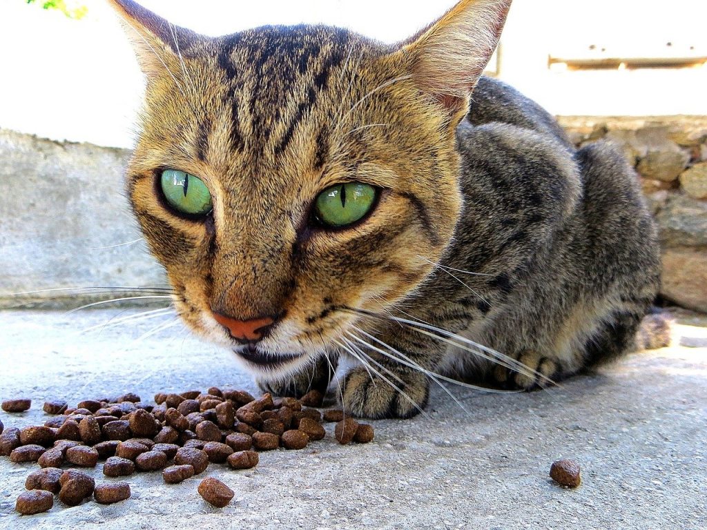 En tigerstripet voksen katt spiser tørrfôr som ligger på bakken.